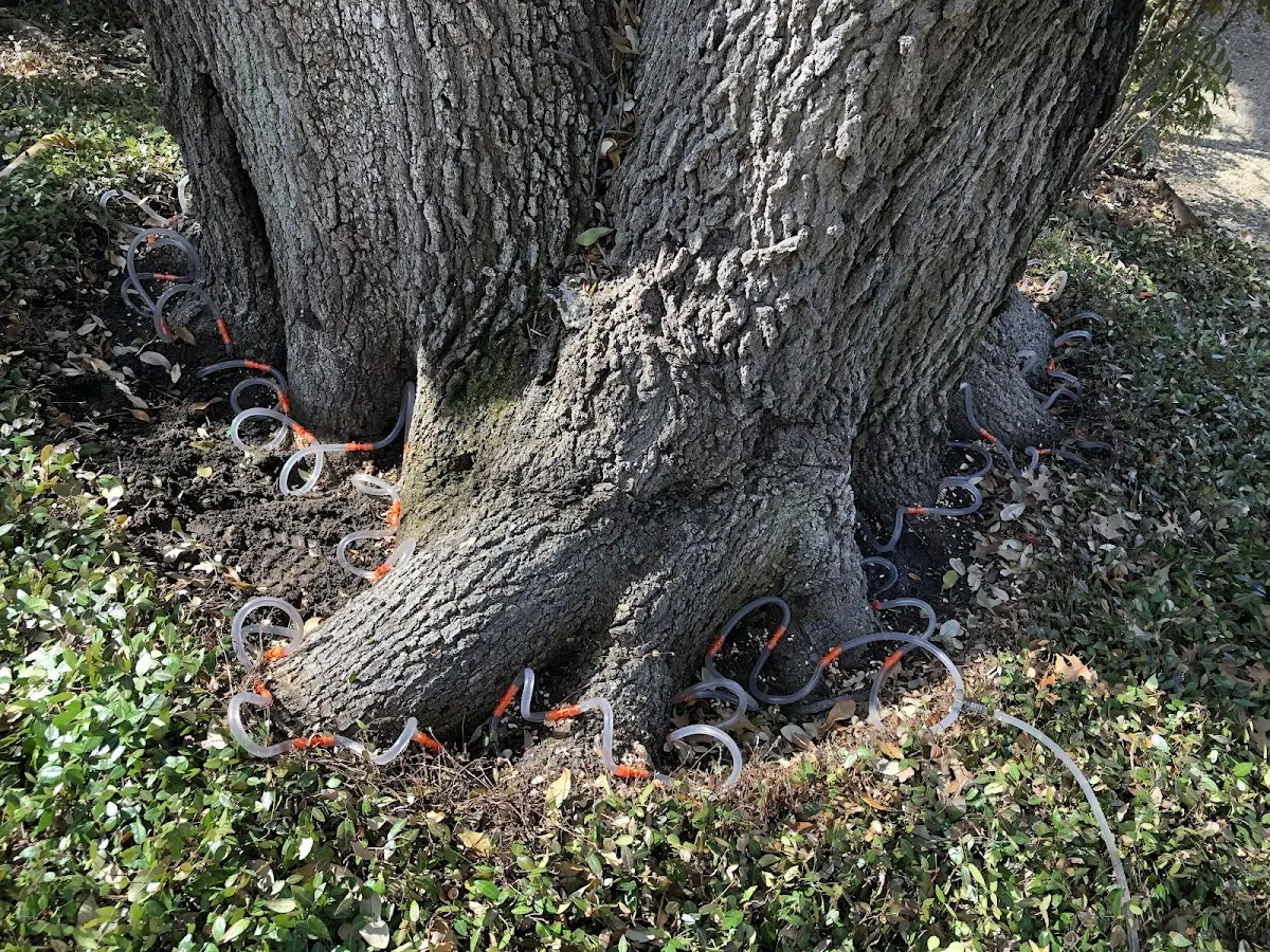 Detailed Tree Cabling and Bracing job site in Pittsford